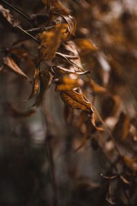 Close-up of dry plant