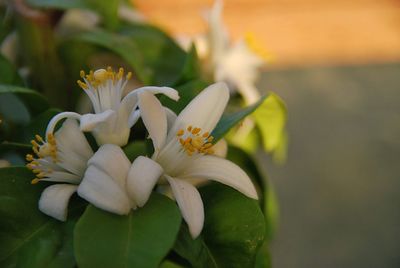 Close-up of white flowering plant