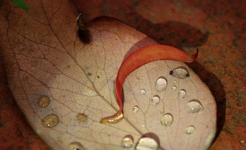 Close-up view of leaf