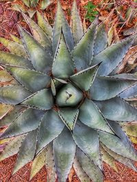 Full frame shot of succulent plant