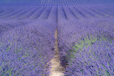 Full frame shot of lavender growing on field
