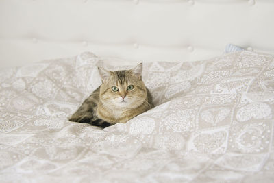 Portrait of cat resting on bed