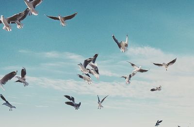 Low angle view of seagulls flying against sky