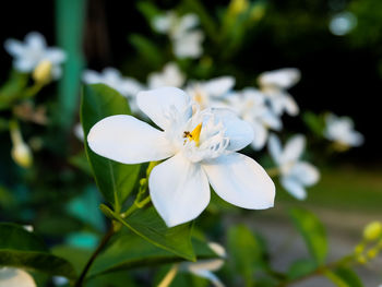 Close-up of white flowering plant