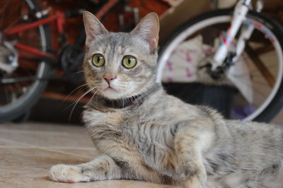 Close-up portrait of a cat