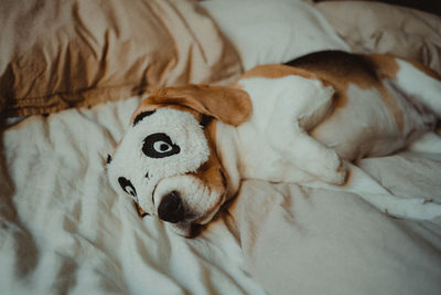 High angle view of a dog resting on bed