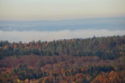 Scenic view of forest against sky during autumn