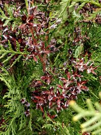 High angle view of flowering plants on land