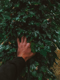 Midsection of man touching leaves