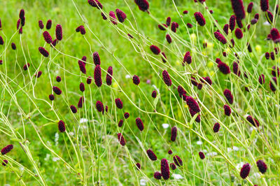 High angle view of burnet flowers blooming on field