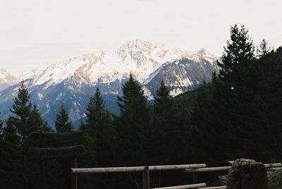 Low angle view of trees and mountains during winter