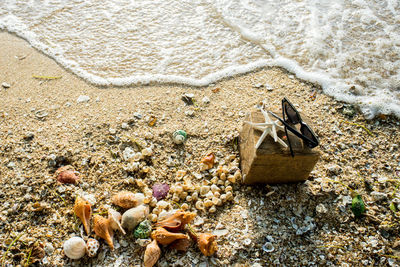 High angle view of animal on beach