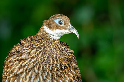 Close-up of eagle