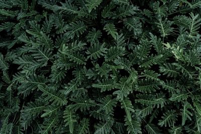 Full frame shot of plants