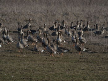 Flock of birds in a field