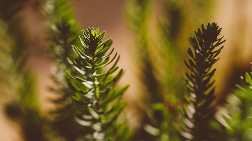 Close-up of green plant