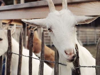 Close-up of a goat in pen