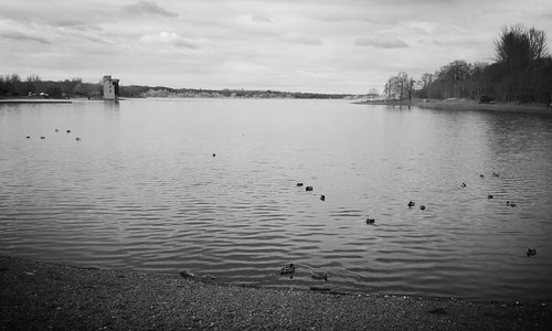 Bird flying over calm lake