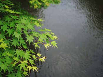 High angle view of plant floating on water