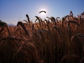 Close-up of stalks in field against sky