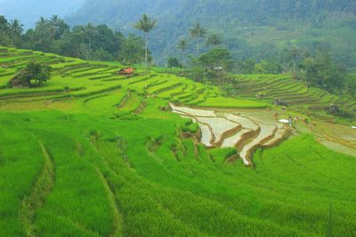 Scenic view of rice paddy