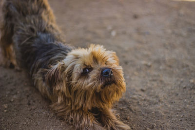 High angle portrait of a dog