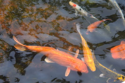 Koi fish swimming around the pond