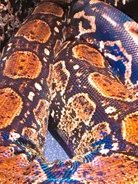 Close-up of snake