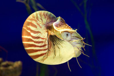 Close-up of shell swimming in sea