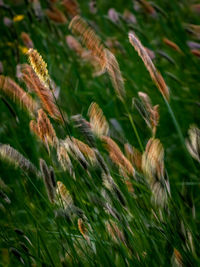 Close-up of stalks in field