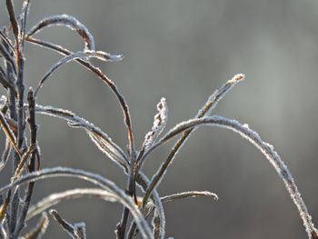 Close-up of frozen plant