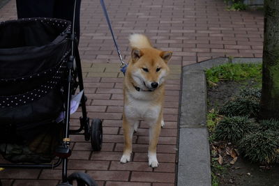 Shiba inu standing by baby stroller on footpath