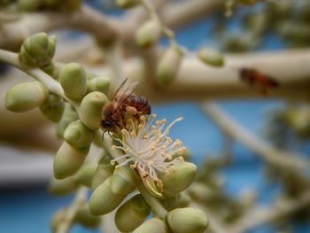 Close-up of insect on flower