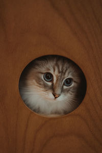 Close-up of cat seen through hole