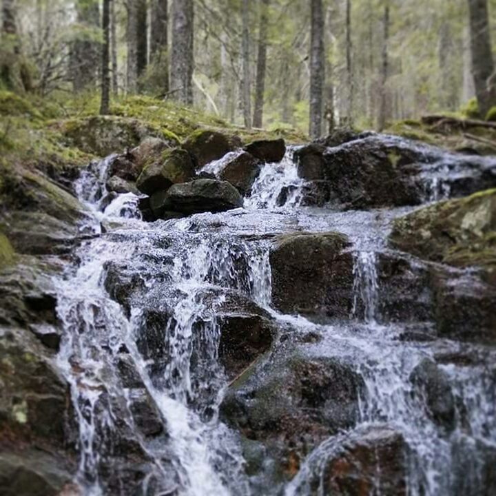 forest, flowing water, waterfall, water, motion, flowing, long exposure, beauty in nature, tree, nature, rock - object, stream, scenics, tranquility, blurred motion, moss, tranquil scene, river, day, non-urban scene