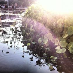 Leaves in pond