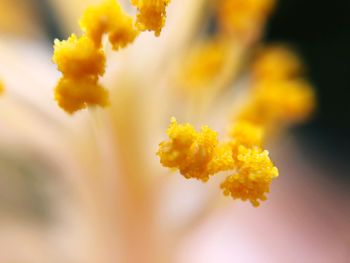Close-up of yellow flowering plant