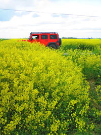 Yellow flowering plants on field