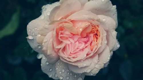 Close-up of rose blooming outdoors