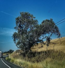 Tree by road against clear blue sky