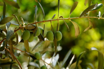 Close-up of fruit growing on tree