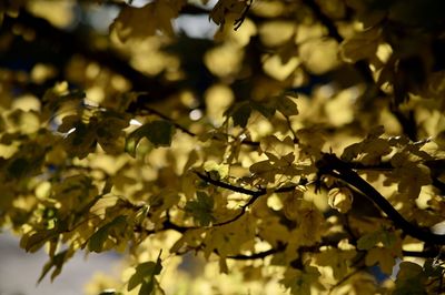 Close-up of leaves on tree