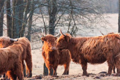 Gentle giants of spring. furry brown wild cow flock grazing in the field in northern europe