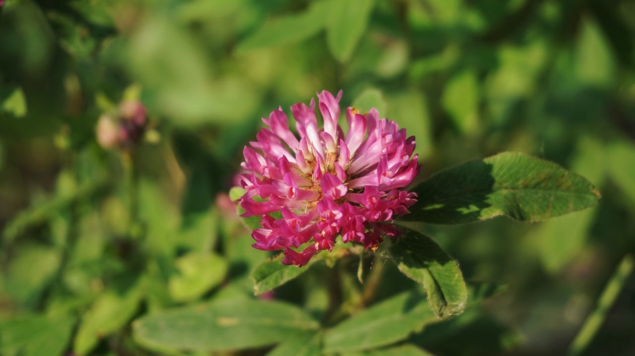 CLOSE-UP OF PINK ROSE FLOWER