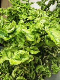 Close-up of fresh green leaves