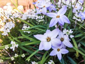 Close-up of white flowering plants