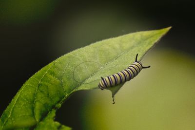 Close-up of insect on leaf