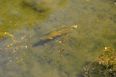 High angle view of koi fish in lake