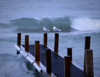 Seagulls on wooden post in snow