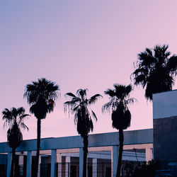 Low angle view of palm trees against sky